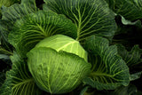 Brassica}